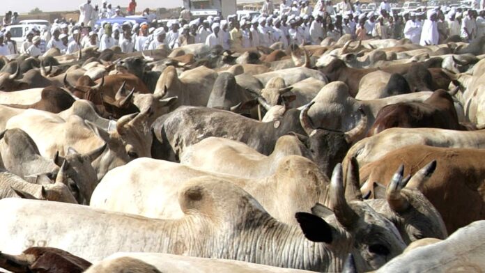 Rift Valley Fever Outbreak Claims 42 Lives in Mauritania and Senegal